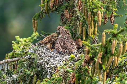 Common kestrel (Falco tinnunculus), female adult bird feeding young birds not yet ready to fly in