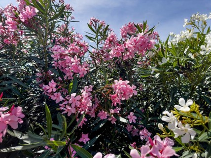 Flowering oleander (Nerium oleander), Italy, Europe