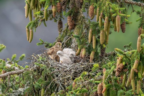 Common kestrel (Falco tinnunculus), female adult bird with young birds not yet ready to fly in the