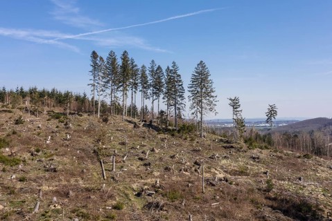 Deforested trees on the banks of the Granetal dam, Langelsheim, 07 04 2023