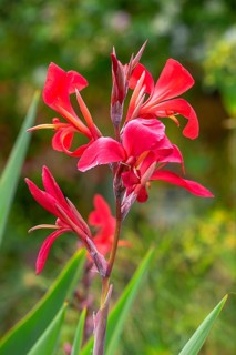 Cannas (Canna), Botanical Garden, Erlangen, Middle Franconia, Bavaria, Germany, Europe