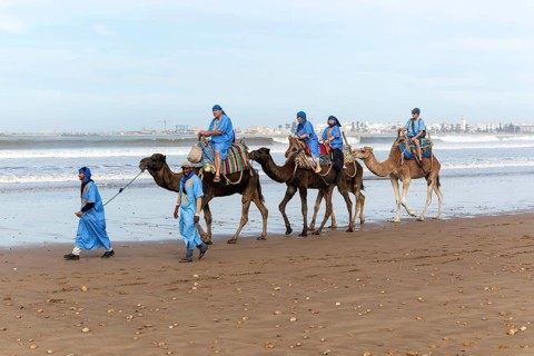 Tourists riding camels on beach dressed in blue Bedouin robes, Essaouira, Morocco, north Africa,
