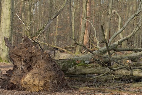 Storm damage, uprooted fallen tree in Grunewald, Charlottenburg-Wilmersdorf, Berlin, Germany,