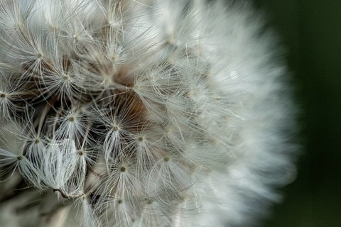 Common dandelion (Taraxacum) in detail, Mindelheim, Bavaria, Germany, Europe