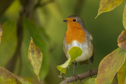 European robin (Erithacus rubecula) adult bird amongst autumnal leaves of a garden Magnolia tree in
