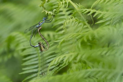 Emerald damselfly (Lestes sponsa) two adult insects mating on a Bracken leaf, Suffolk, England,