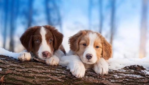 KI generated, dog, dogs, puppy, one, two, three, play, snow, winter, autumn leaves, blue sky,