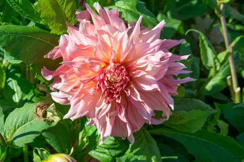 Flowering Dahlias (Dahlia), variety Penhill Watermelon in the Dahlia Farm in Löderup, Ystad