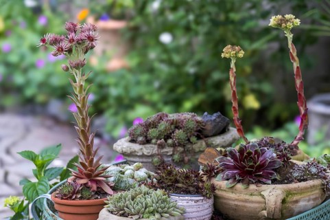 Various species of houseleeks (Sempervivum) in flower pots, North Rhine-Westphalia, Germany, Europe