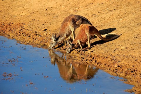 Red kangaroo (Macropus rufus), male, female, pair, drinking at water, waterhole, Sturt National