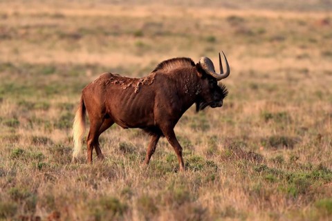 White-tailed wildebeest (Connochaetes gnou), adult, alert, Mountain Zebra National Park, Eastern