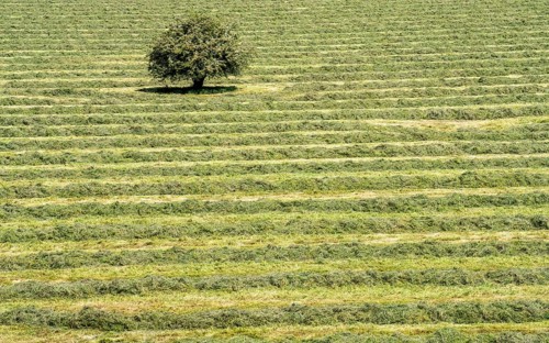 Hay harvest, in a meadow near Duisburg-Baerl, a tractor with a roundabout tedder, a hay tedder, has
