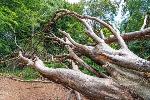 The Sababurg primeval forest, or primeval forest in the Reinhardswald, is a 95-hectare biotope