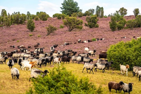 Heidschnucken herd, in the Lüneburg Heath, near Niederhaverbeck, heather blossom of the broom