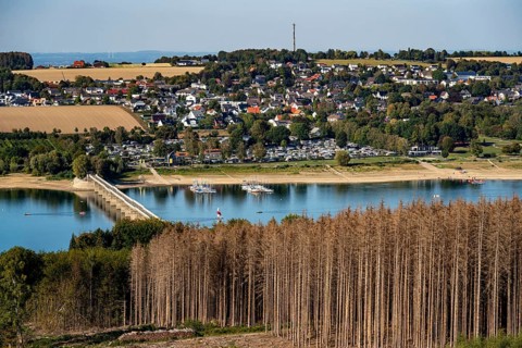 Forest dieback in the Arnsberg Forest, northern Sauerland, dead spruce trees, partly cleared