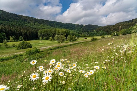 In the nature reserve Unteres Helletal, near Elkeringhausen, district of Winterberg,