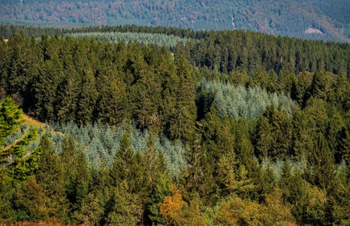 View from Kahlen Asten mountain, to the north, forest landscape in Hochsauerlandkreis, Hochheide,