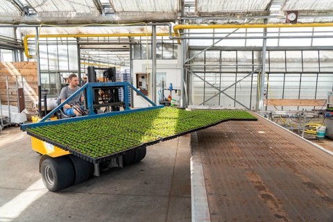 Horticultural business, cuttings, heather, heather plants, Calluna vulgaris, are transported after