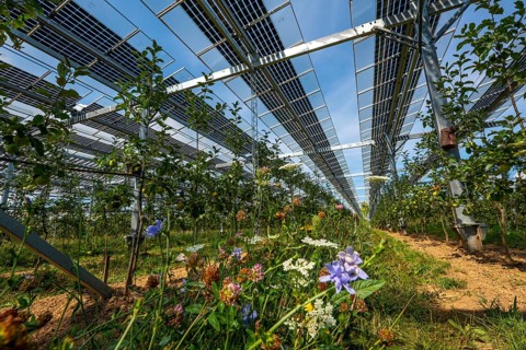 Agri-photovoltaic test plant, an apple orchard with two different systems of PV modules was roofed