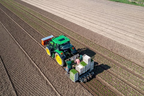 Agriculture, herb gardening, parsley is planted in rows in a field with a planting machine