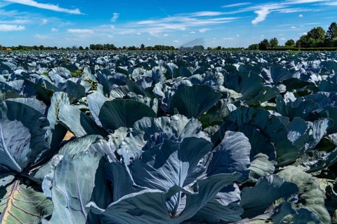 Vegetable cultivation, field with red cabbage, red cabbage, near Krefeld, North Rhine-Westphalia,