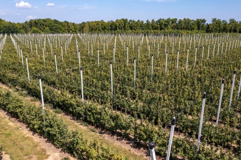 Fruit growing, berry cultivation, Germany, Europe