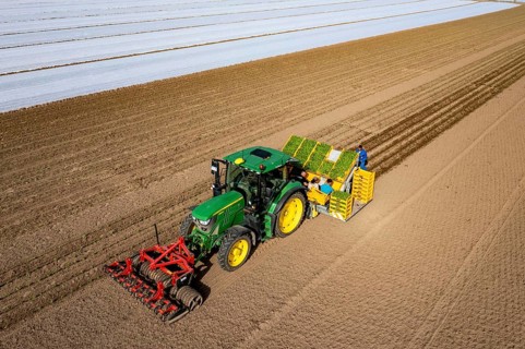 Vegetable cultivation, celery plants are planted in the field with a planting machine,