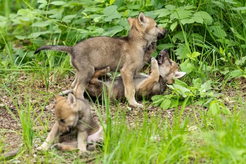 Wolf pups playing and romping on the forest floor, surrounded by green vegetation, European grey