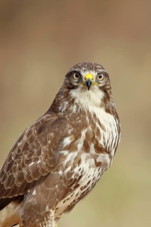 Steppe buzzard (buteo buteo), light-coloured variant, light morph, side view, looking into the