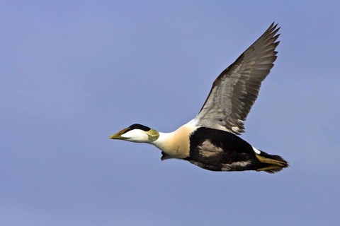 Common eider (Somateria mollissima), Heligoland, Westerhever, Schleswig-Holstein, Federal Republic