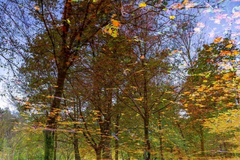 Beautiful Flood Water Pond with Tree Reflection and Autumn Leaves Floating on the Water Surface