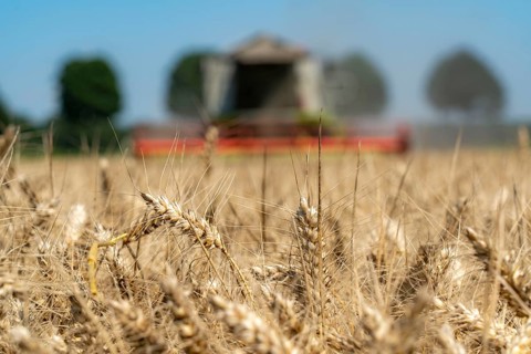 Agriculture, grain harvest, wheat, combine harvester harvesting in a wheat field, near