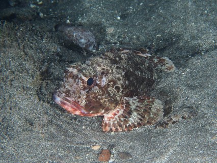 A Black scorpionfish (Scorpaena porcus) lies on lava sand at night. Dive site Playa, Los