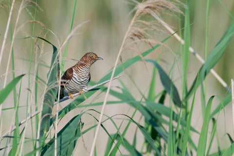 Common cuckoo (Cuculus canorus) female, Lower Saxony, Germany, Europe