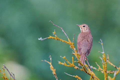 Song thrush (Turdus philomelos), Lower Saxony, Germany, Europe