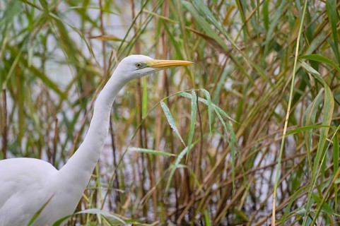 Great egret (Ardea alba), Lower Saxony, Germany, Europe