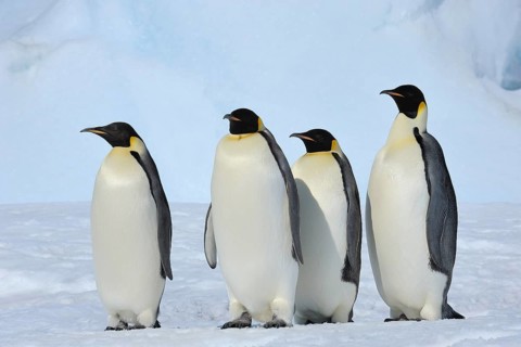 Emperor penguins (Aptenodytes forsteri), Group of Adult, Snow Hill Island, Antartic Peninsula,