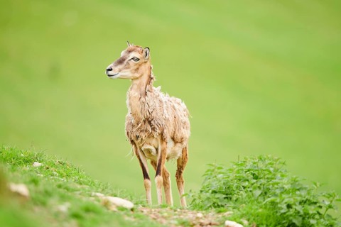 European mouflon (Ovis aries musimon) ewe standing on a meadow, tirol, Kitzbühel, Wildpark Aurach,