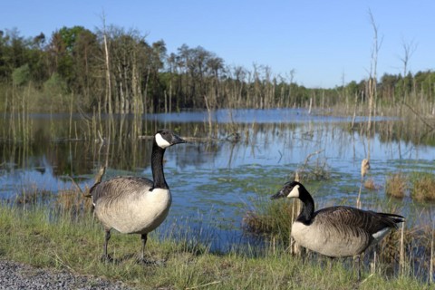 Canada goose (Branta canadensis), adult birds in a subsidence area, pair, wide-angle photograph,