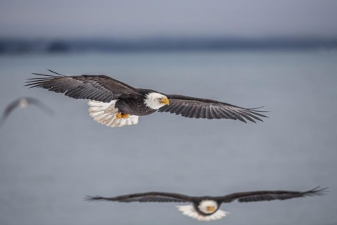 Bald eagle, Haliaeetus leucocephalus, flying, adult, winter, Homer, Alaska, USA, North America