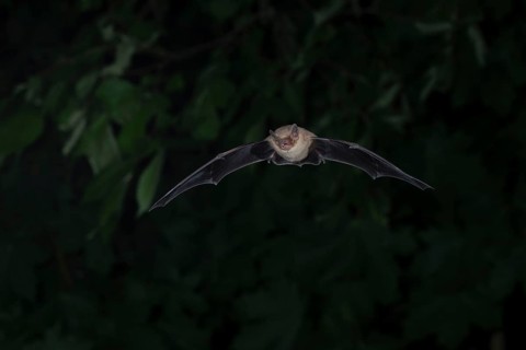 Common pipistrelle (Pipistrellus pipistrellus) hunting insects in front of deciduous forest,