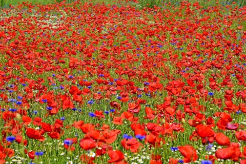Europe, Germany, Mecklenburg-Western Pomerania, Poppy field near Göhren-Lebbin, Göhren-Lebbin,