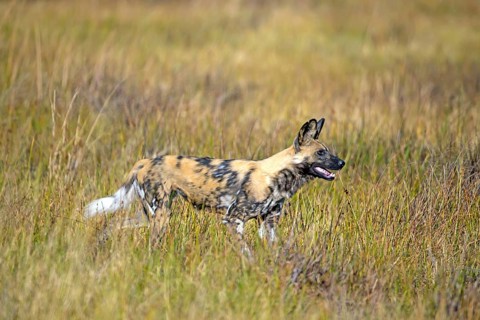 African wild dog (Lyacon pictus) Botswana, Botswana, Africa