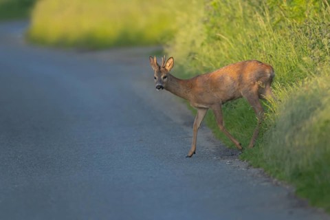 Roe deer (Capreolus capreolus) adult male buck animal preparing to walk across a country road,