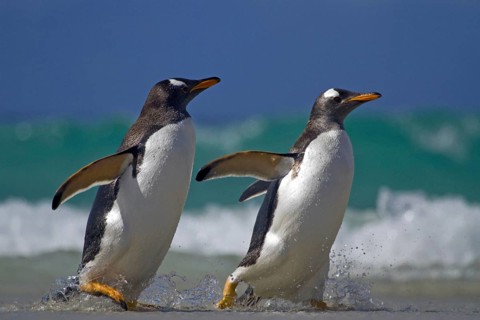 Gentoo penguin (Pygoscelis papua), on Sounders Island, Falkland Islands, Antarctica, two animals,