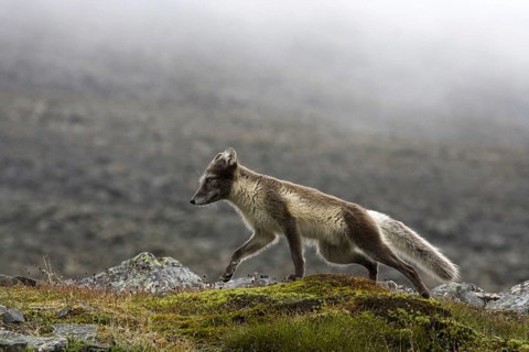 Arctic fox in summer coat, Arctic fox, (Alopex lagopus), summer coat, biotope, foraging, Svalbard