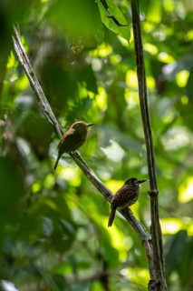 White-tailed Puffbird (Malacoptila panamensis) two birds sitting on a branch, tropical rainforest,