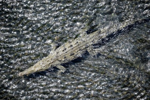 American crocodile (Crocodylus acutus) swimming in the water, from above, Rio Tarcoles, Carara