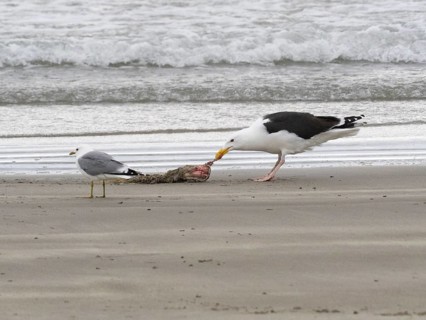 Great Black-backed Gull (Larus marinus) and Common Gull (Larus canus), scavanging upon carcass