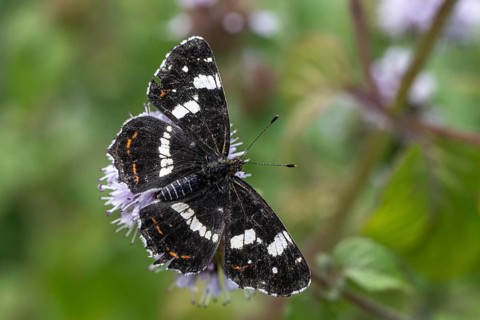 Map butterfly (Araschnia levana), summer generation, Emsland, Lower Saxony, Germany, Europe